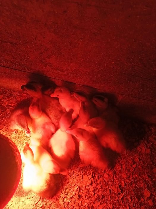 Vând boboci de rață și ouă de găină.