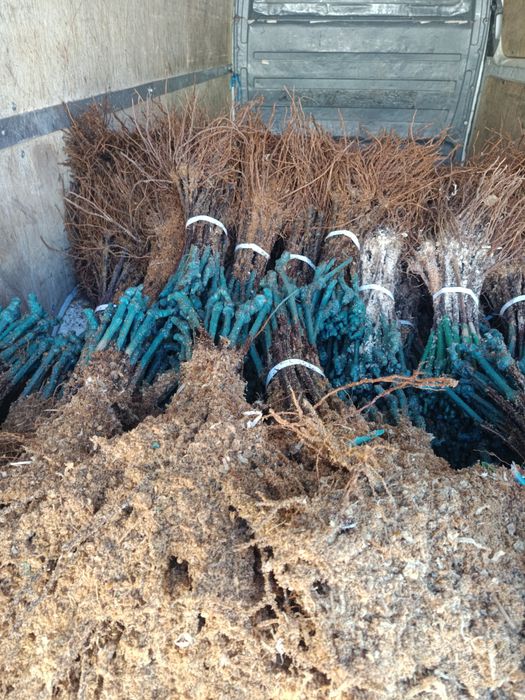 Лозов посадъчен материал