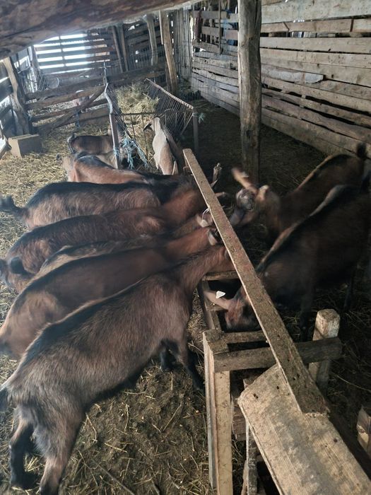Capre alpin franceze de vânzare! 5 capre si un țap toate fără coarne!