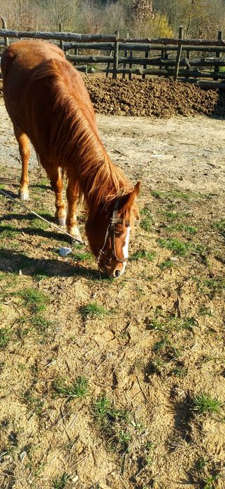 Продавам кон със самар