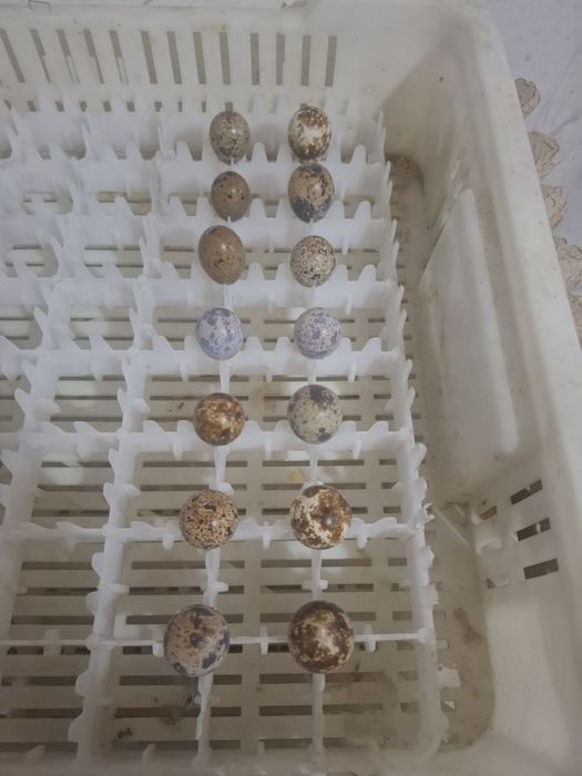 TOZA ZOTLI jojalar va tuxumlar sotiladi