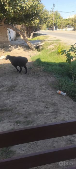 Кучкор сотилади ейиши зур