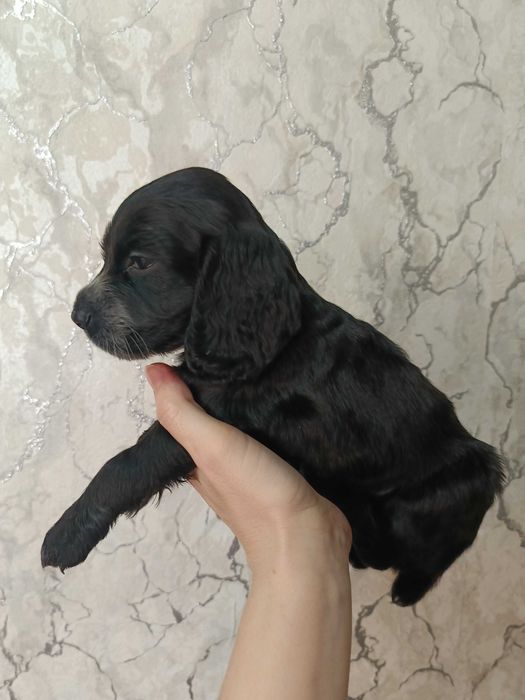 Щенки  спаниеля.