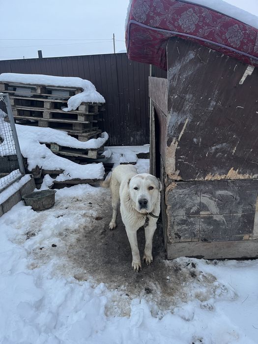 Алабай сатылады