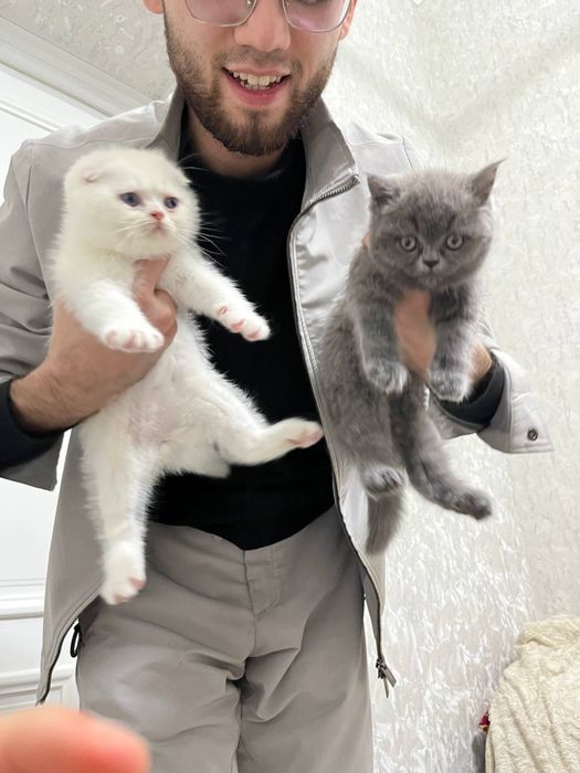 mushuk scottish fold