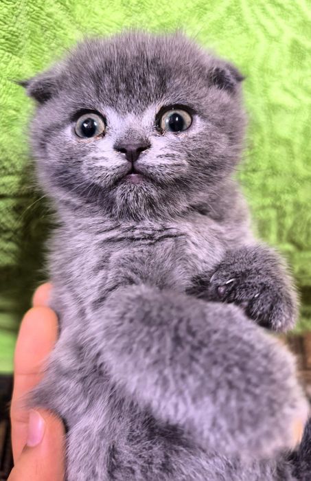 Шотландский чистокровные котята скоттиш фолд скоттиш страйт