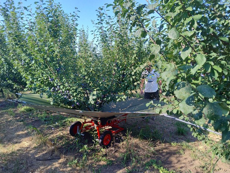Vand livada de pruni in suprafata de 2 ha sistem intensiv