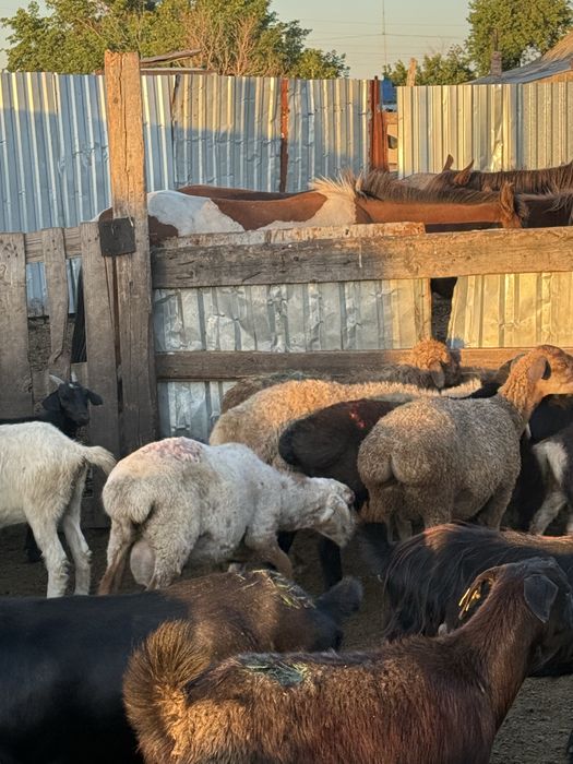 Продам баран в шахтинске