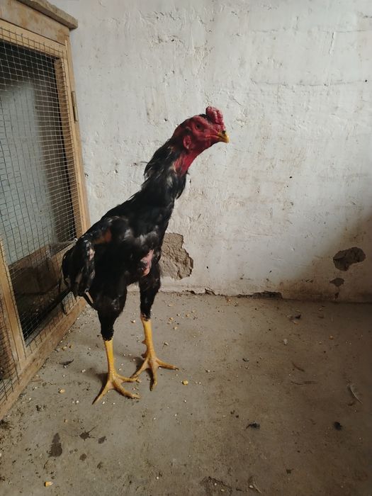 Дакан сотилади майский