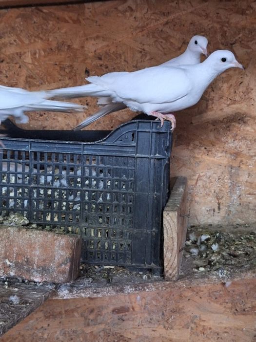 Turturelelor rozătoare albe tineret