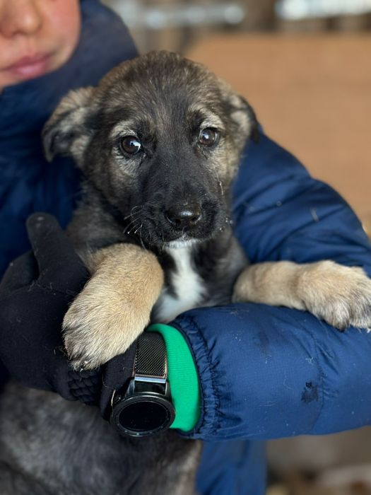 Отдадим в добрые руки щенков