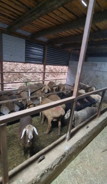 Продам баран 72 головы
