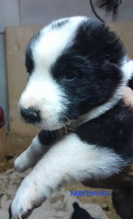 Щенок САО алабая