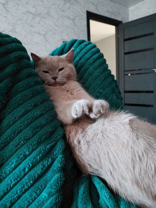 Вязка  кошечки британка