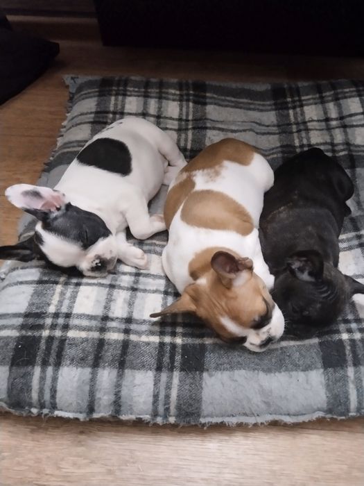 Щенки французского бульдога