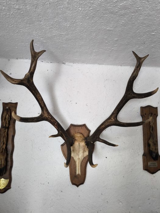 Трофей, рога от елен