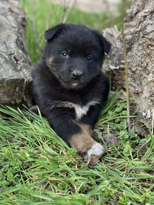 Девочка щенок в добрые руки