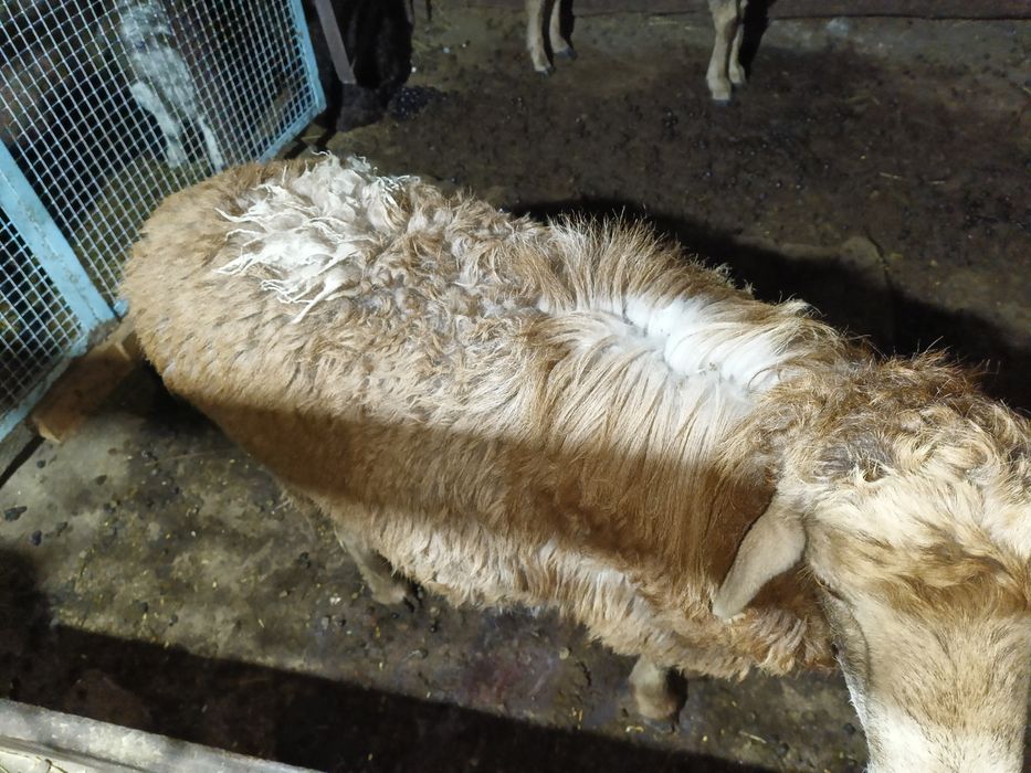 Бараны кой токты кошкар