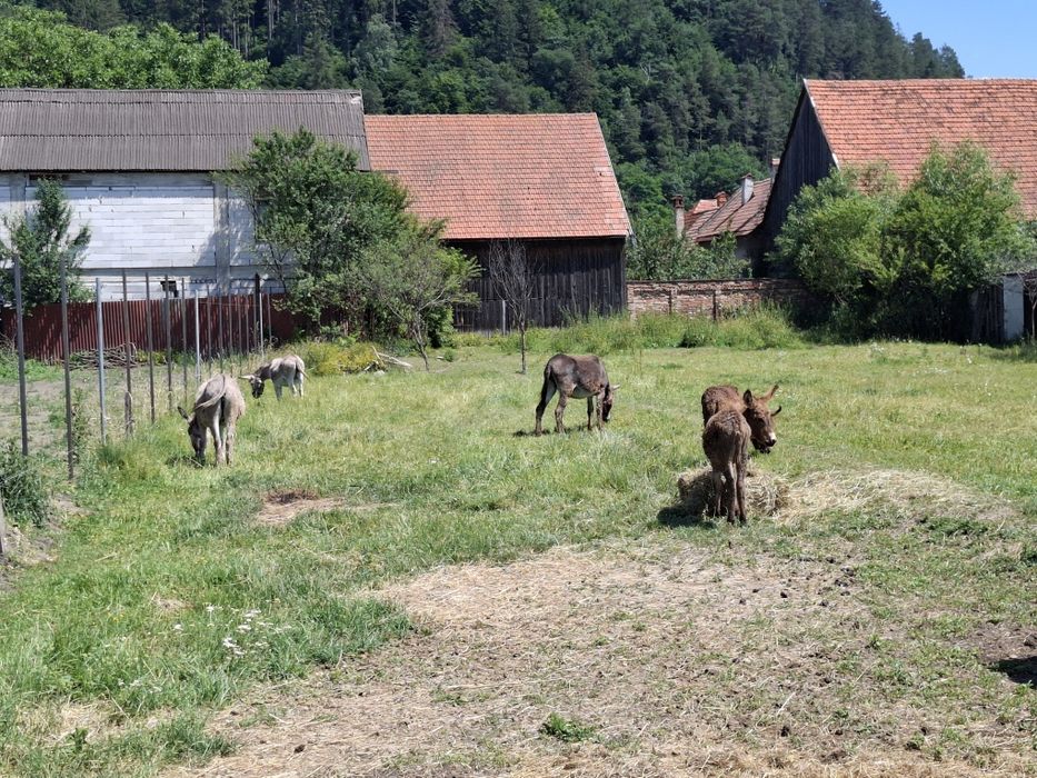 Magarite si un armăsar de vânzare
