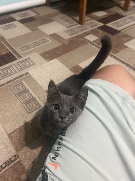 Отдадим котенка