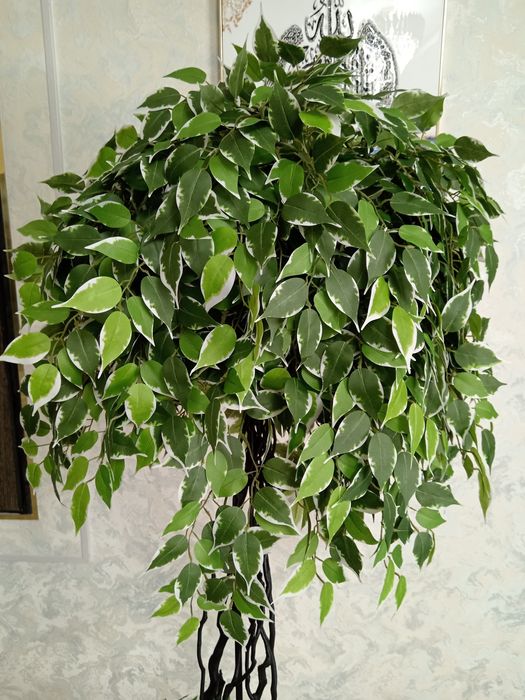 Suniy gullar. Suniy daraxtlar. Искусственные цветы искусственные дерев