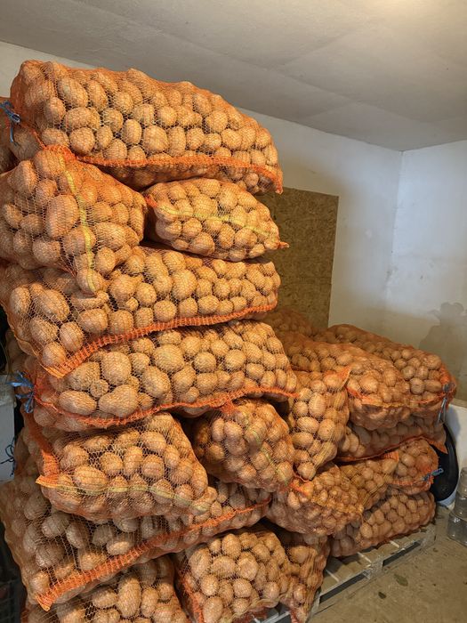 Cartofi de consum,samanta,animale