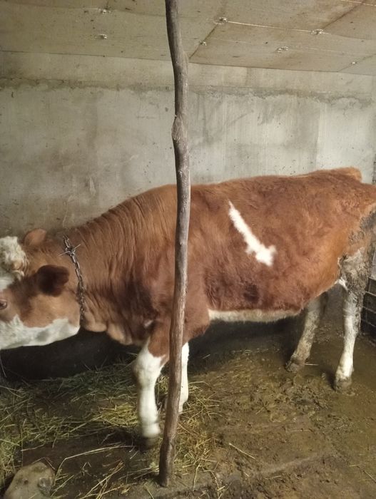 Vand juninca 1 an 3 luni