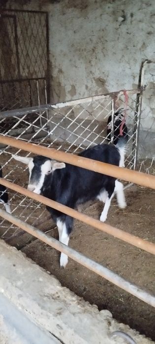 Зотли эчкимиз сотилади пули макул келса