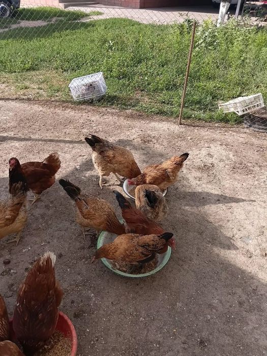 Продаётся Кучинские куры
