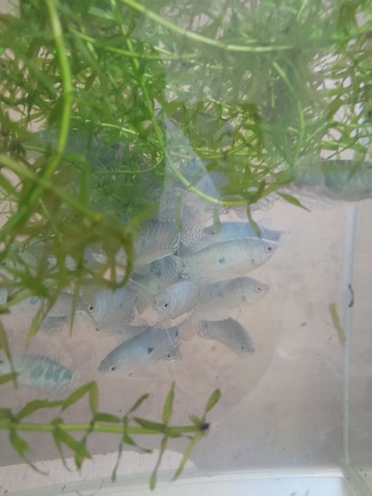 Рыбки гурами продам