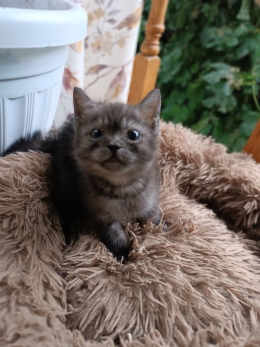 Бесплатно котенок
