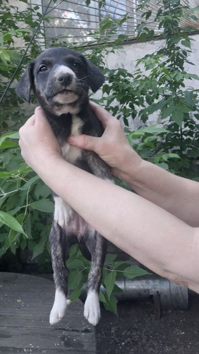 Щенкам нужен добрый дом