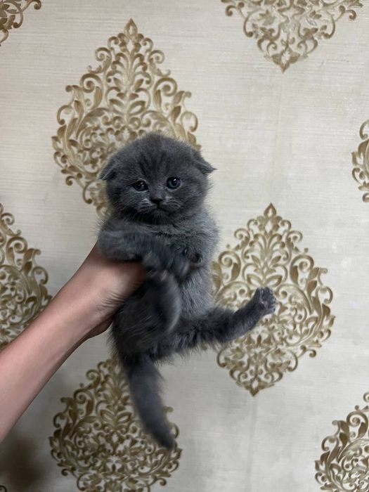 Skotish fold mushukcha