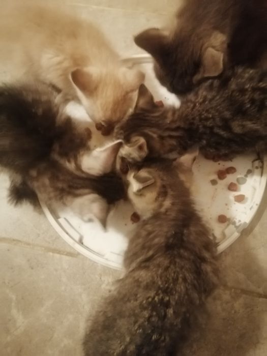 Котята в добрые руки