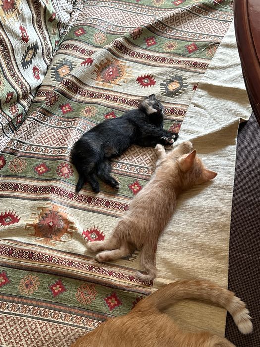 Отдам котёнка девочку
