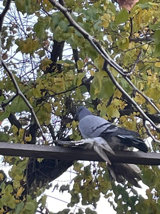 Голуби с лохмами