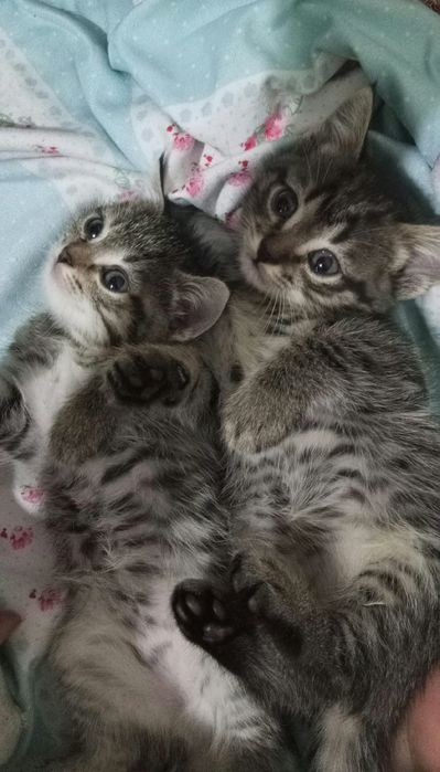 Кошки бесплатно мальчики