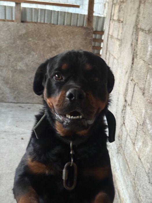 Родословный ротвейлер