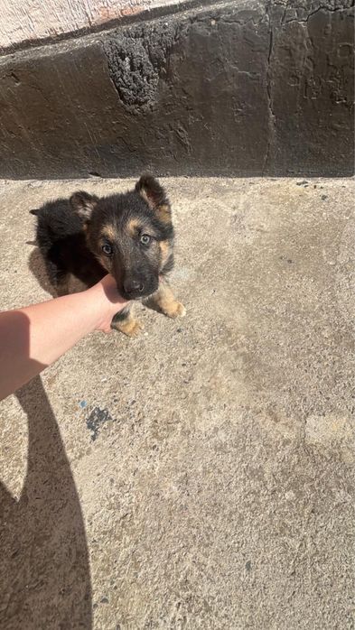 Щенок немецкая овчарки