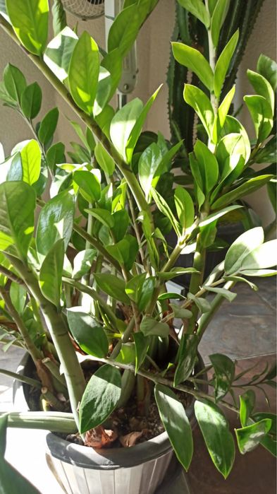 Цветы комнатные в горшках