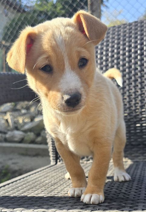 Подарявам кученца