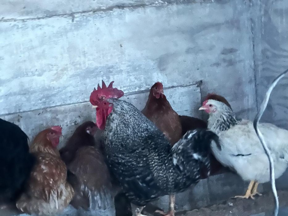 Қораз сатамын Продам петуха