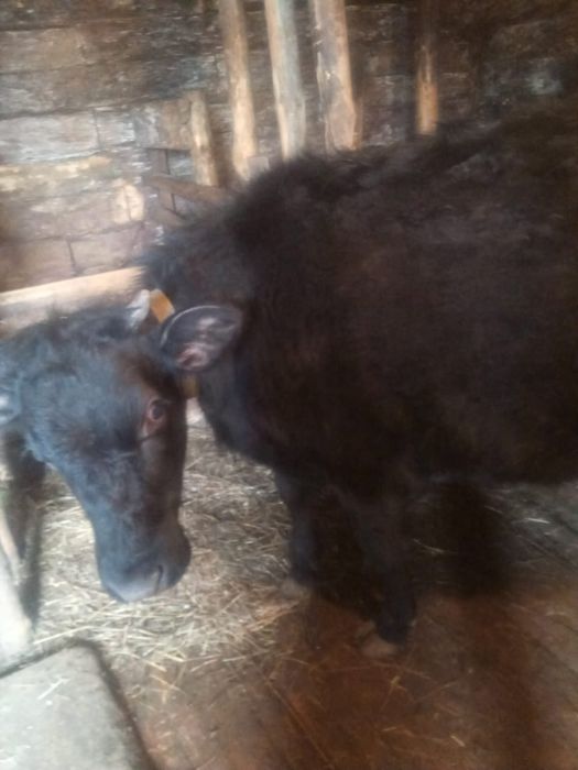 Продам на разведение телочек