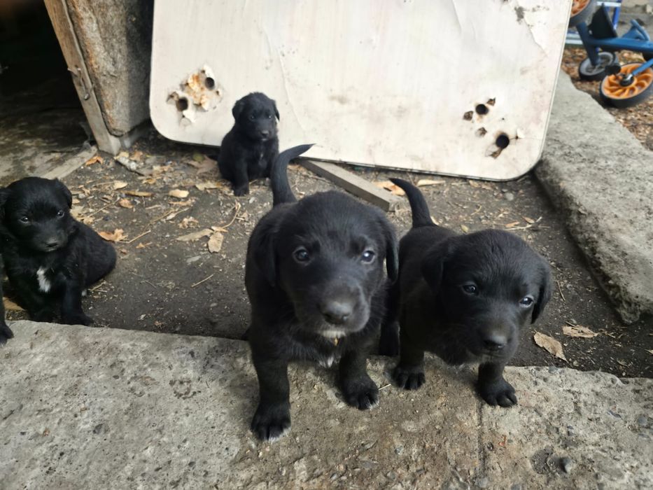 Отдам щенков кушают все