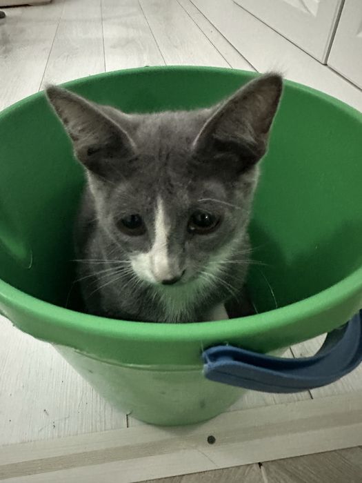 Маленький котенок мальчик