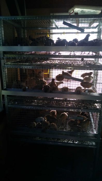 Клетки за зайци,пъдпъдъци и кокошки обурудвани