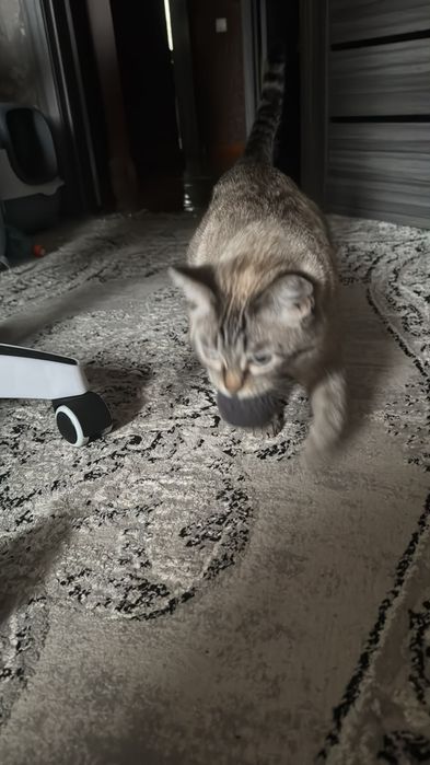 Потерялась кошка