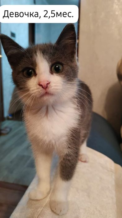 Котята бесплатно