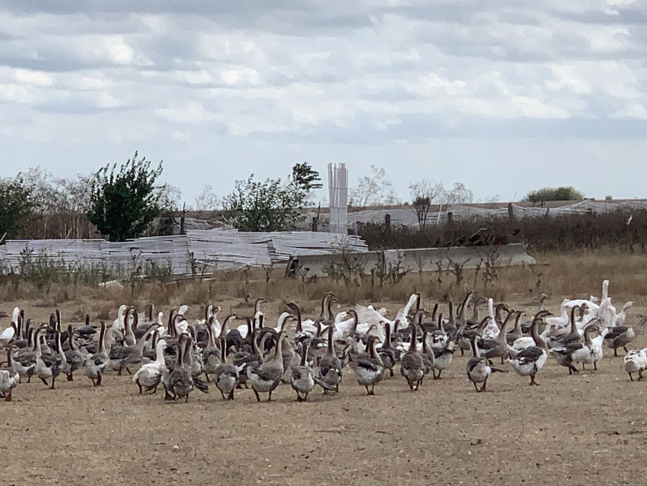 Oua de gasca pentru consum si incubat