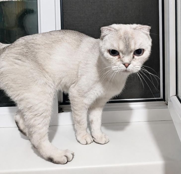 Шотландские котята мальчики и девочка